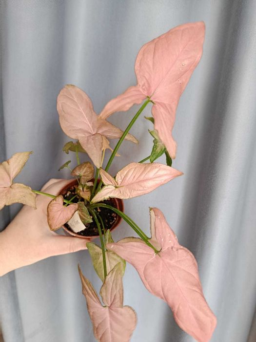 Сингониум Пинк Годзилла