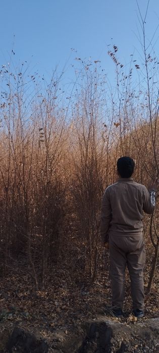 Gujum Qayragʻoch . Гужум кучат