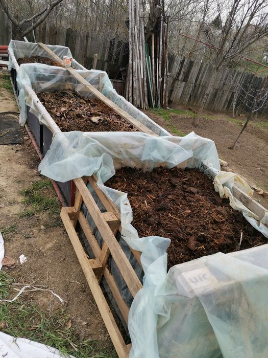 Rame roșii de balegar,Negre Șerpești,Neagra Tulcea,Lipitori apa