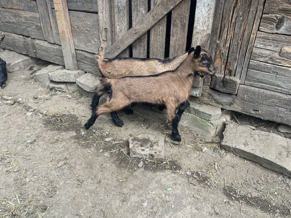 capre de vânzare urgent!!!