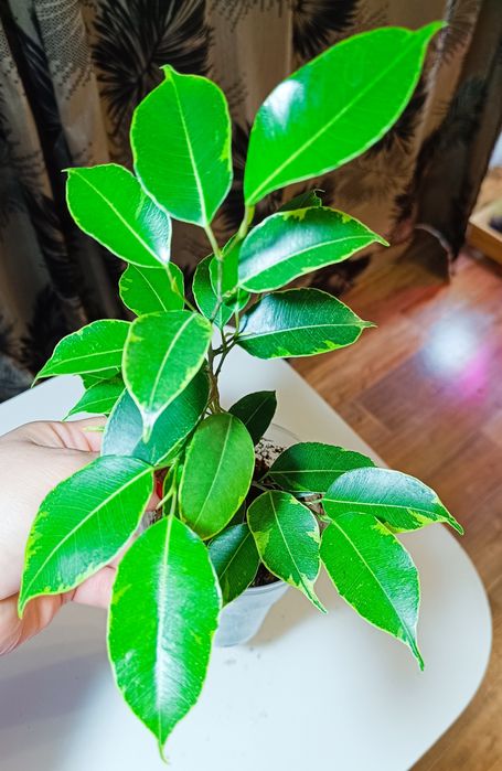 Фикус Бафт, фикус Триангулярис.