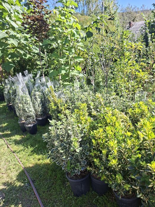 Plante ornamentale tuia leylandii smarald mesteacan