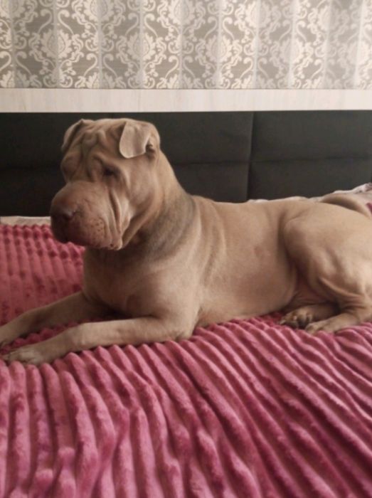 Вязка шарпей Американский