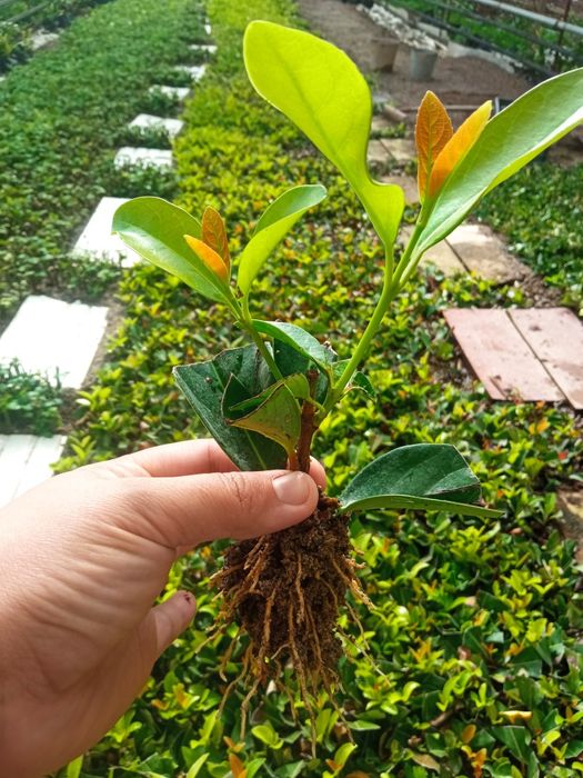 Хар хил турдаги кустарник буталар