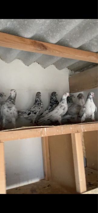 голуби мраморный 12 штук оптом