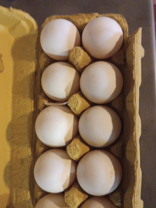 Vind ouă de rață românească