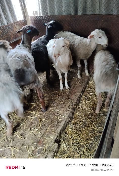 Продам баран с откорма