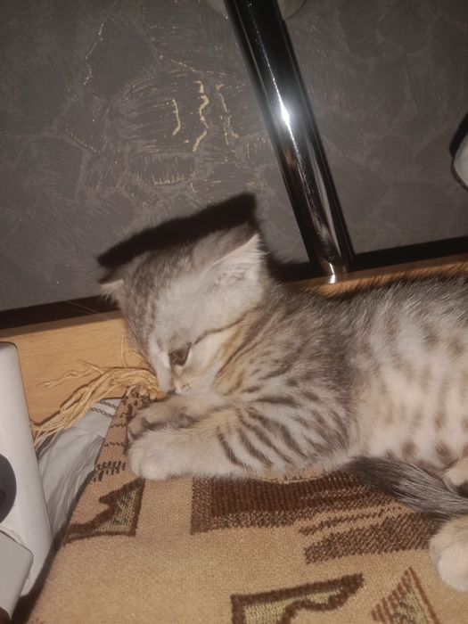 Отдам Котенка Породистая Мальчик