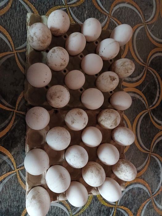 Oua de gasca/ pasari