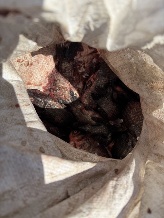 Продам рыбу карась и рипус из Зайсана