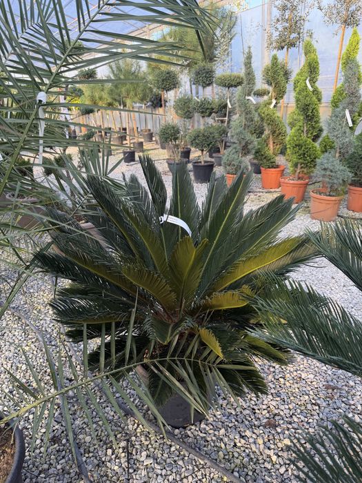Palmier Cycas revoluta 90 - 160 cm planta exotica la ghiveci pret de la 600 lei