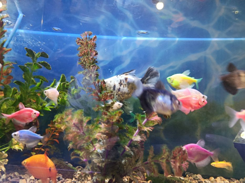 Аквариум ,с рыбками-20шт