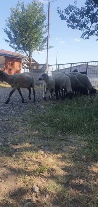 Vând Berbeci sarbesti și Bergamo