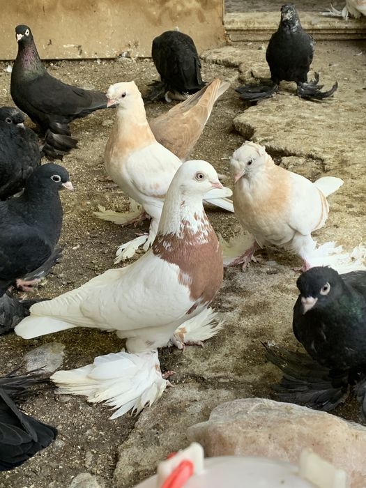 Летно игровая линия