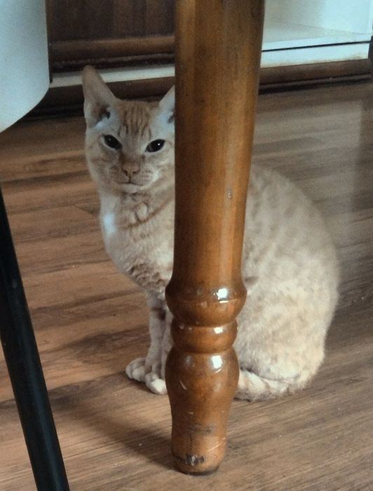 Продам котят в добрые руки