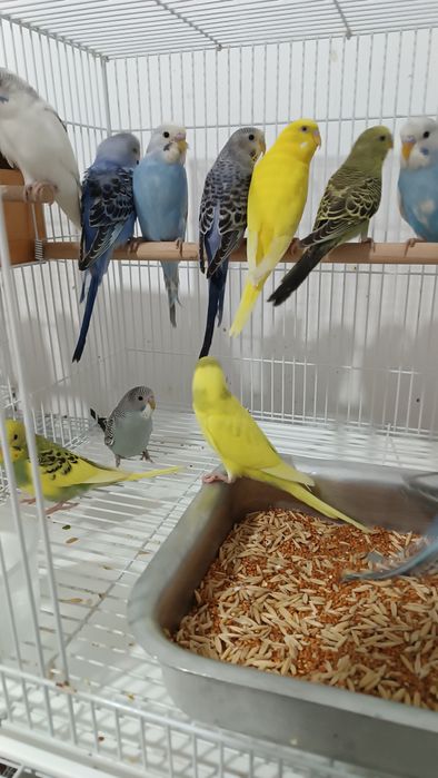 Попугаи Волнистые, Кореллы