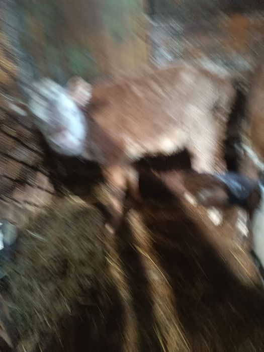 Продаю две телочки