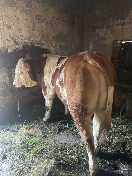 Vitel 300kg balțata romaneasca