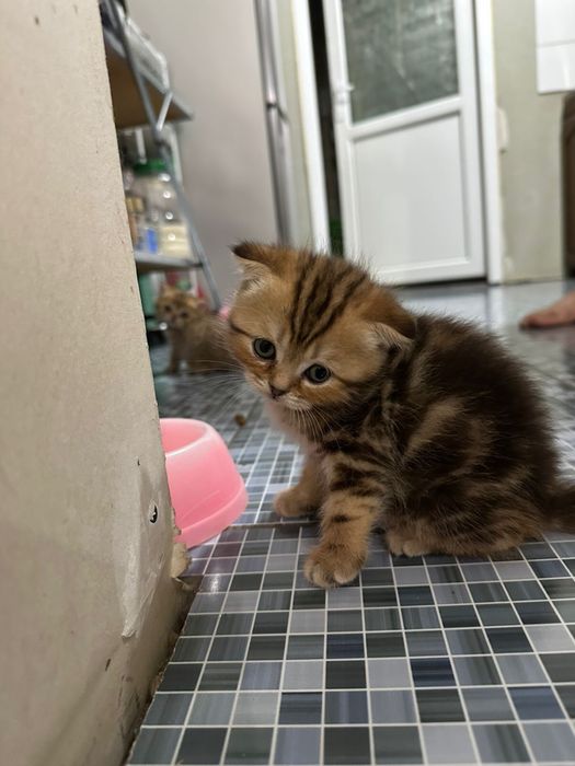 Котята Британцы