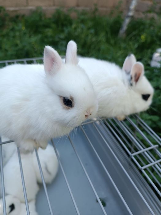 Hatot tikka quloq karlik dekarativniy quyon bolar