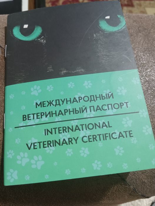 Продам кота Манчкин