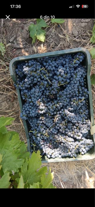 Struguri pentru vin