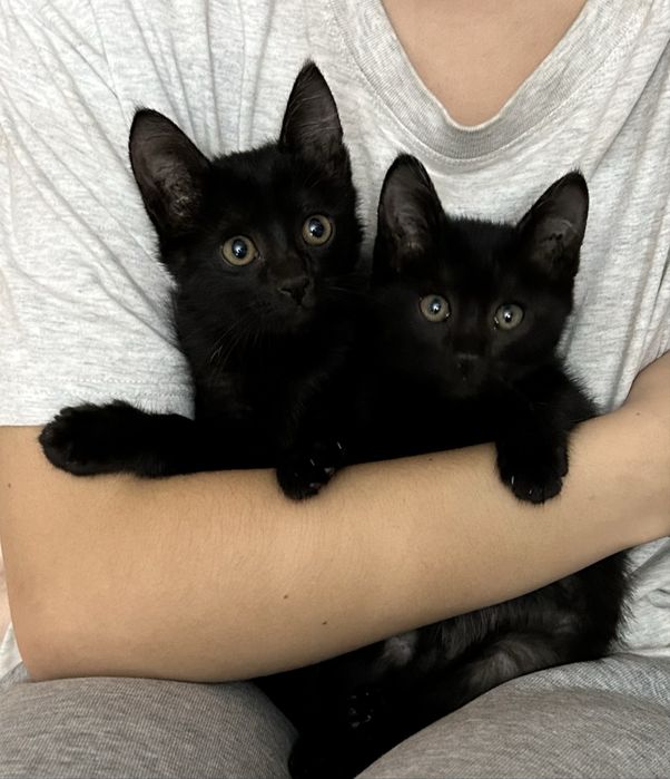 Отдам котят в лобрые руки