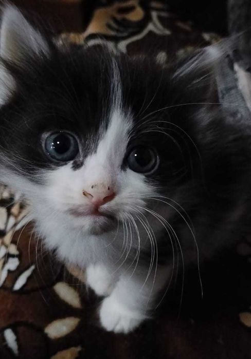 Отдам котенка в хорошие руки!!