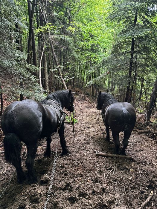 Vând sau Schimb 2 armasari