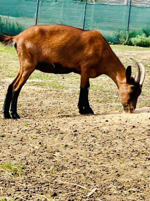 Lot Capre Alpine Franceze