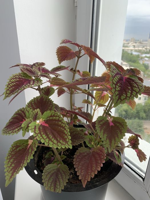 Черный бархат, разного размера