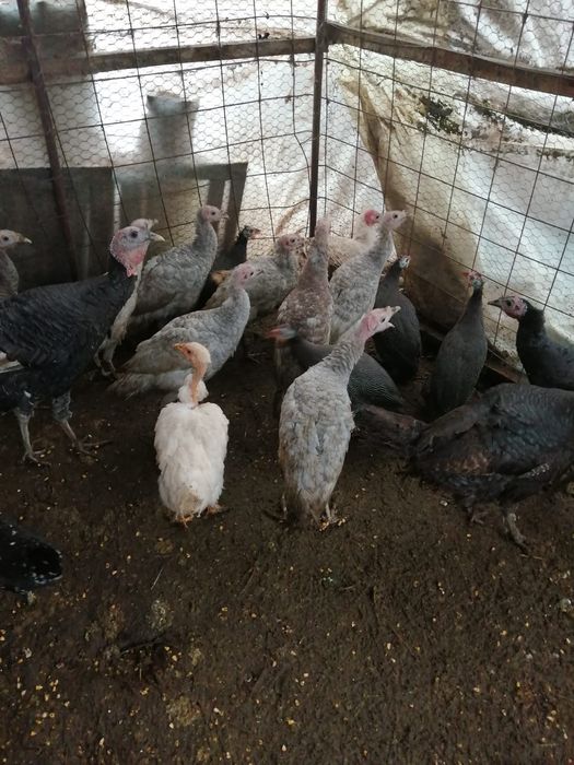 Vind 8 pui de curca Garcov • OLX.ro