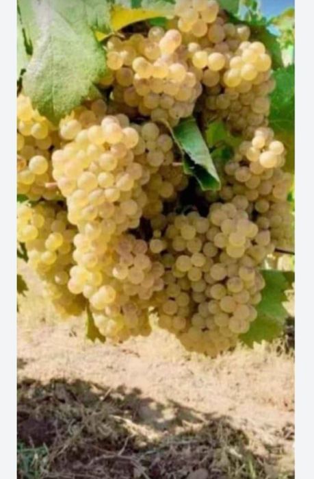 Vând struguri de vin