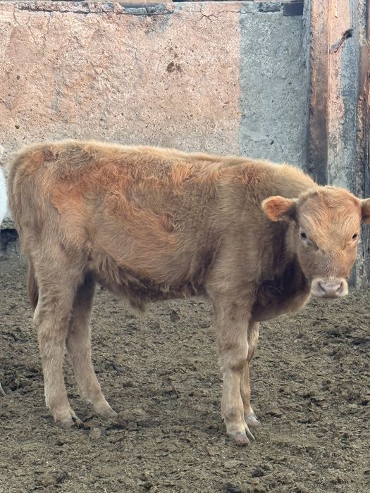 Сатылады подсос еркек