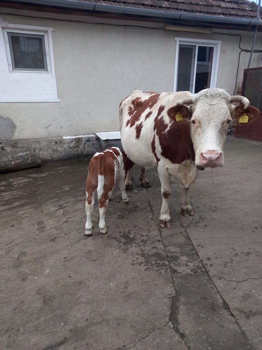 Vand  vaca cu vitel