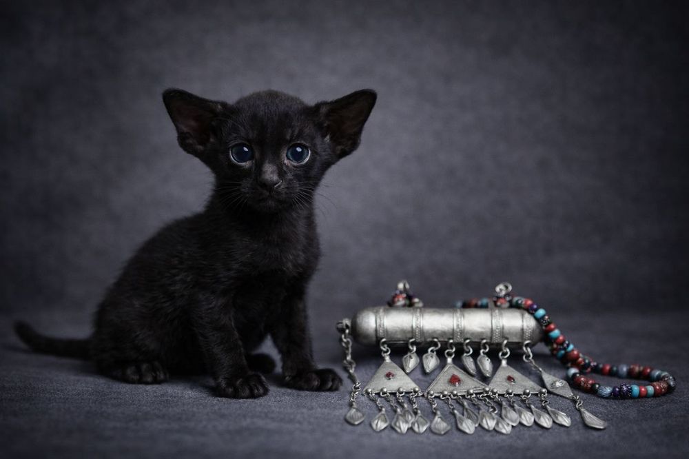 Ориенталы мечта сбывается