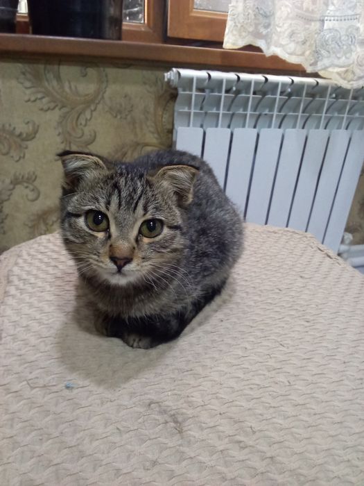 Отдам даром котенка