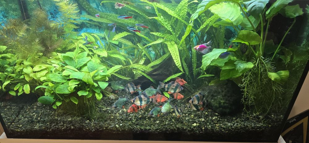 Acvariu complet cu stand si vietuitoare