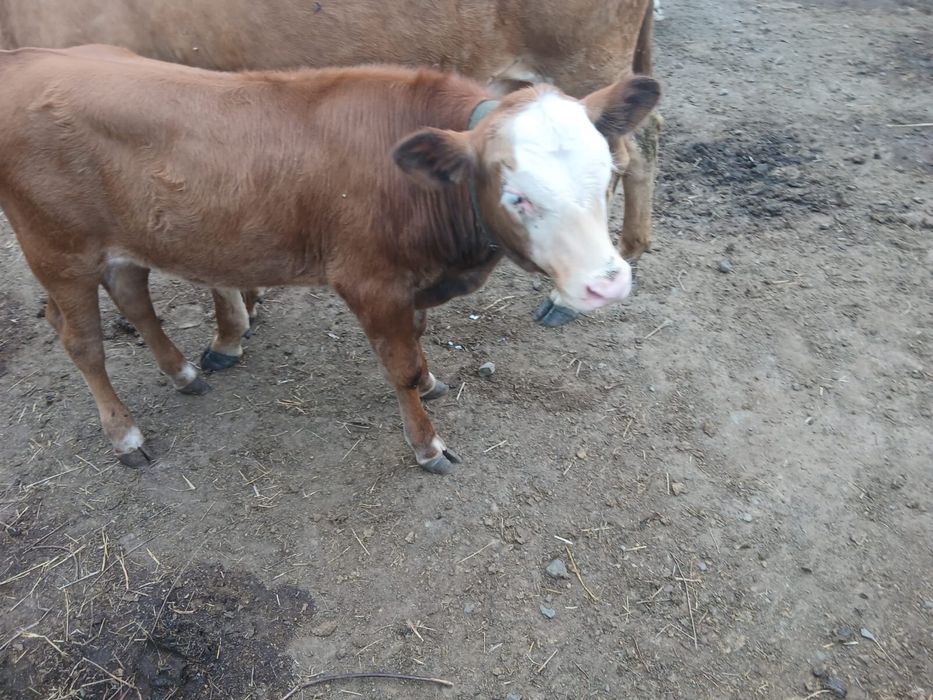 ПРОДАМ 2 бычка 6-7 месяцев