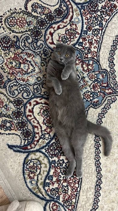 продаются котята, чистокровные