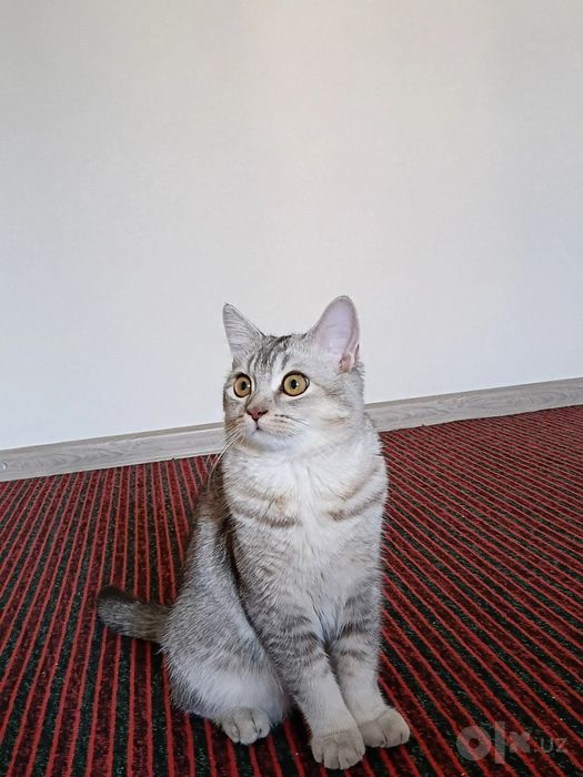 Viyazka uchun ugʻil mushuk bor