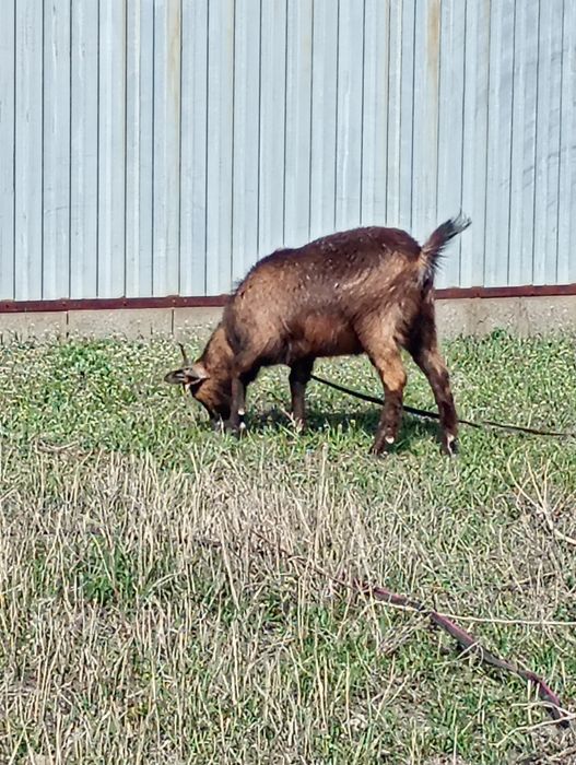 Альпиские породы