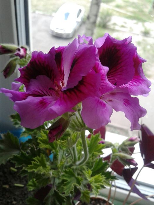 Продам Каланхоэ.Пеларгония,Герань,КОЛЕУС.