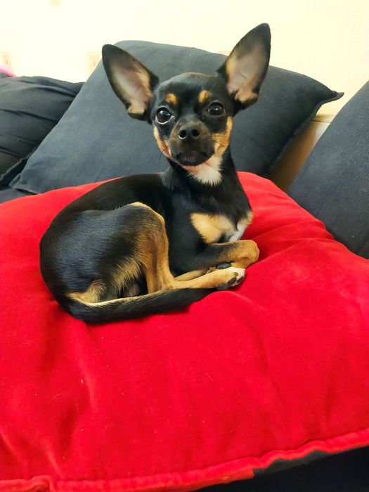 Вязка той терьер