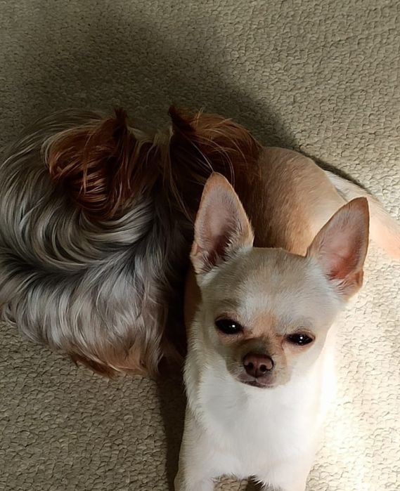 Мы по заботимся о Вашем питомце.