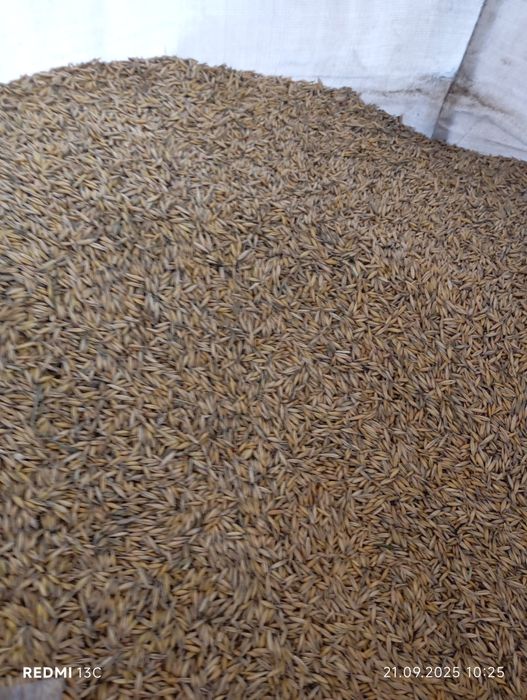 Porumb,grâu și sorg de vânzare.