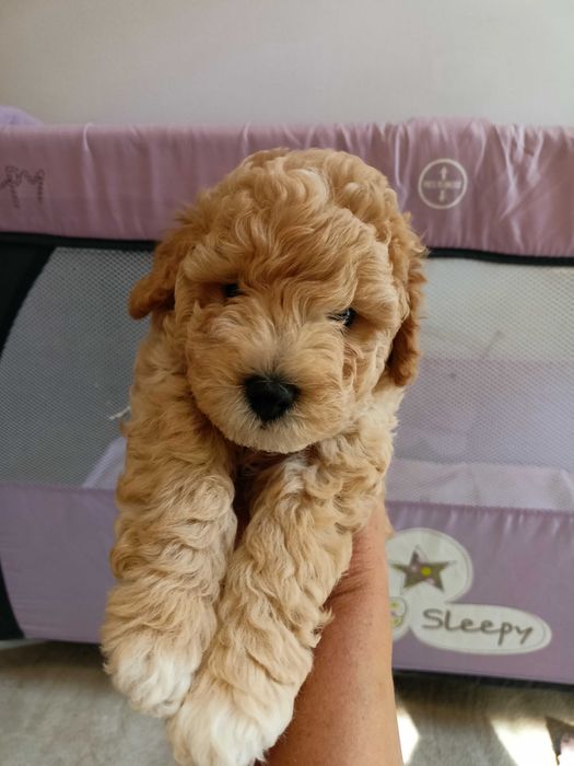 Той Пудел Poodle Toi