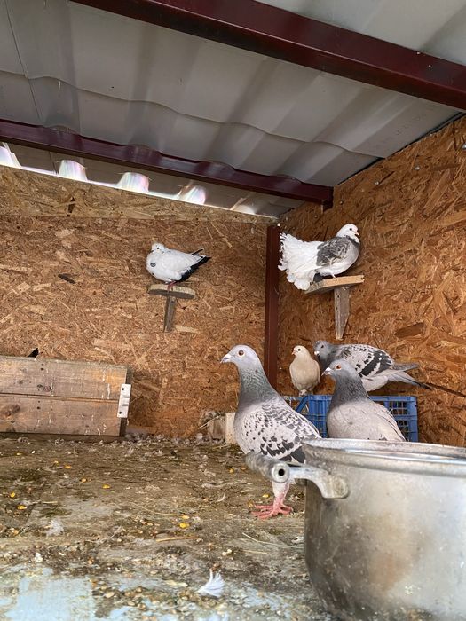 Vand sau schimb porumbei diferite rase