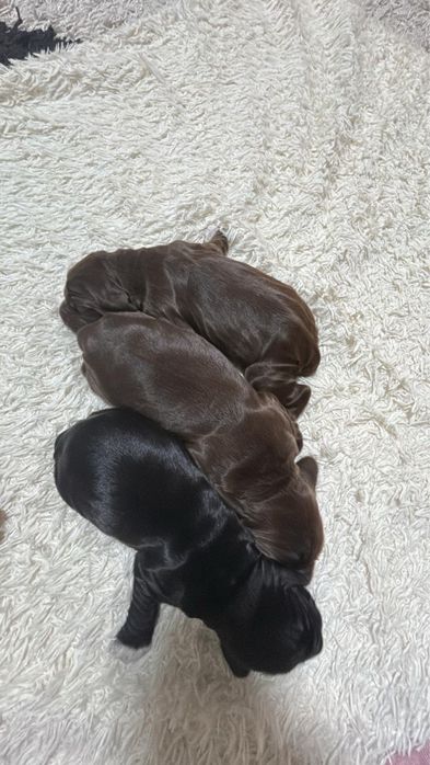 Щенки Спинниеля(Русский охотничий спаниель)