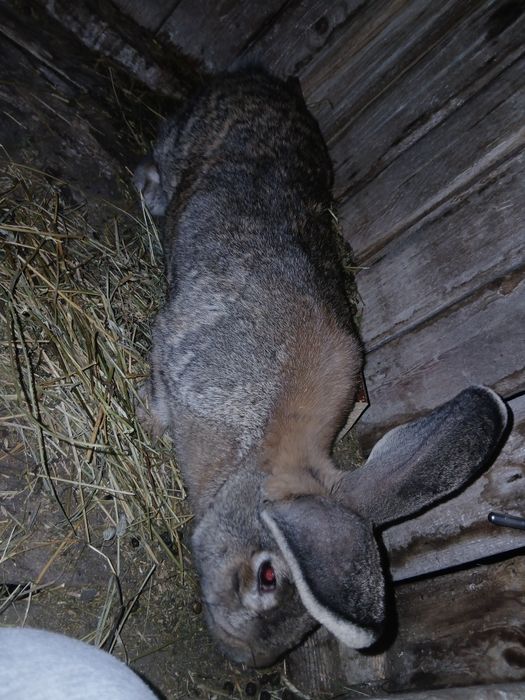 Vand doua femele urias german